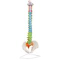 Eisco Bones, Human, Spine, Life Size, Color Coded, Model AMCH1008AS